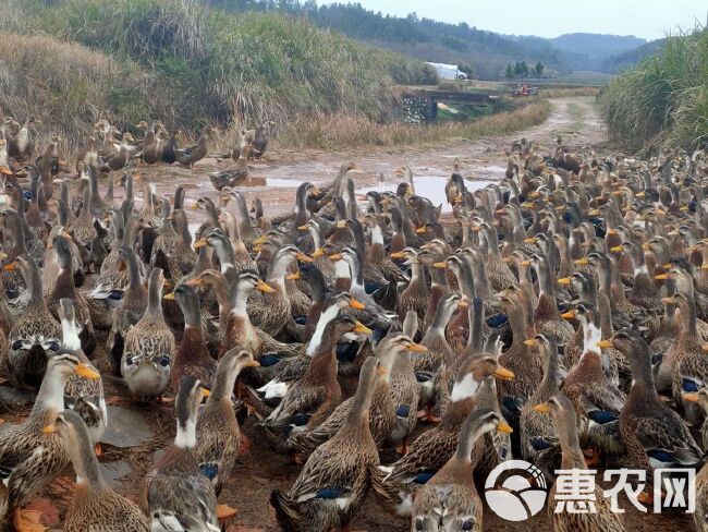 最新麻鸭价格走势与市场分析报告